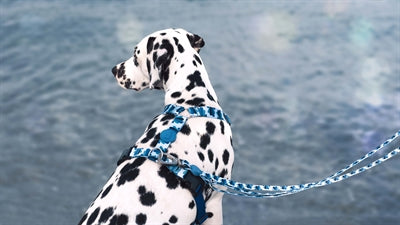 Morso Hondenriem Verstelbaar Gerecycled Splash Blauw